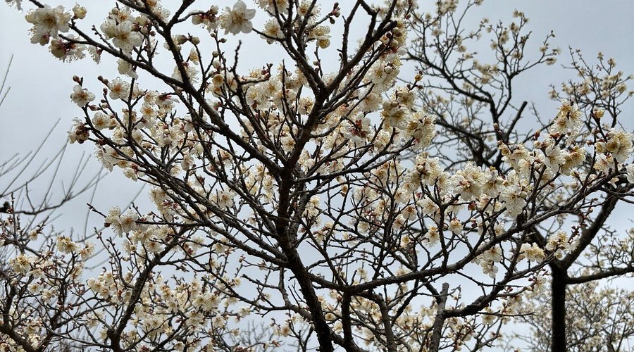 🌸 후지카와 텐진의 와룡매 (후지카와 텐진노 가류바이)